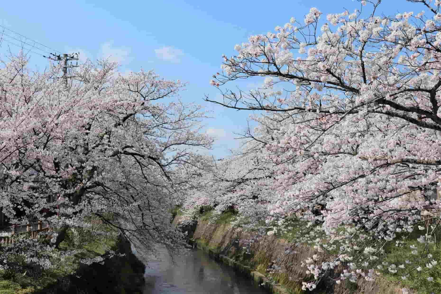 富山県高岡市にあるミュゼふくおかカメラ館周辺の桜