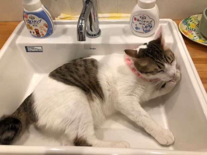 手洗い場に寝そべる「保護猫カフェさくら」の猫