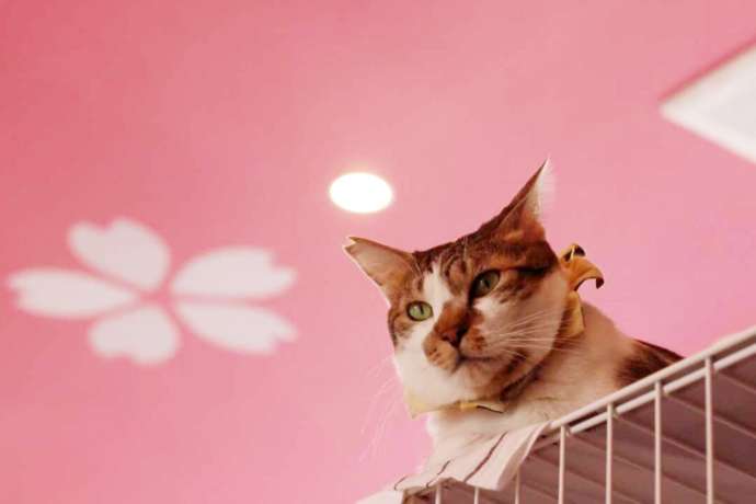 高い場所から顔を出す「保護猫カフェさくら」の猫