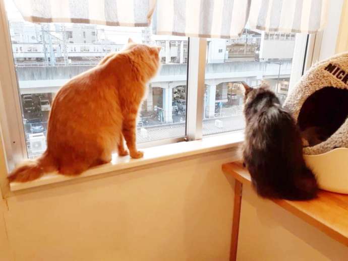 窓辺から外を眺める「保護猫カフェさくら」の猫たち