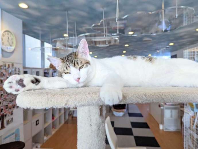 キャットタワーの上で寝そべる「保護猫カフェさくら」の猫