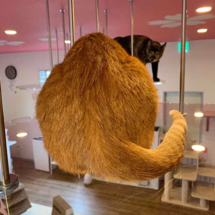 「保護猫カフェさくら」にいる猫の後ろ姿