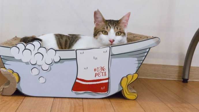 浴槽にみたてた入れ物に入る「保護猫カフェさくら」の猫