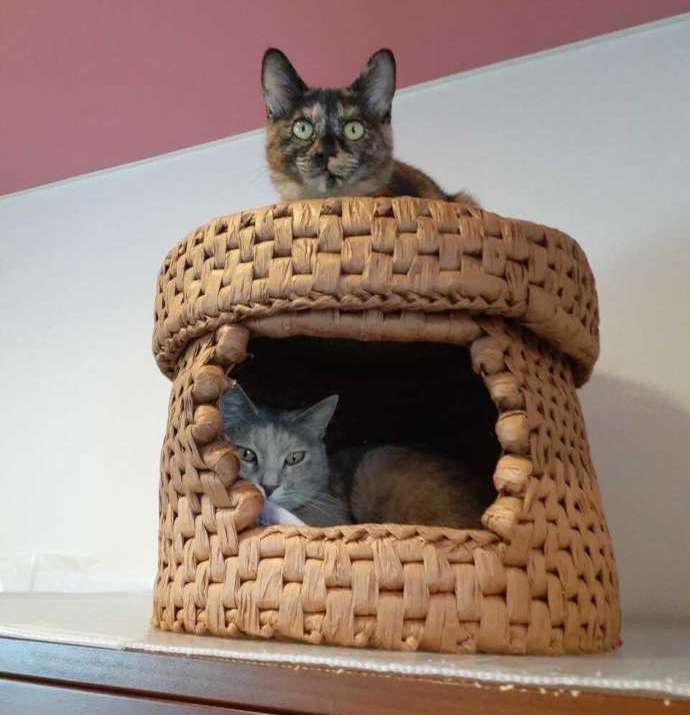 かごの中や上から顔を出す「保護猫カフェさくら」の猫たち