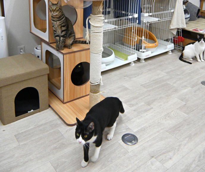 大阪府大阪市にある保護猫サロン「CATS WELCARE」内を猫が歩く様子