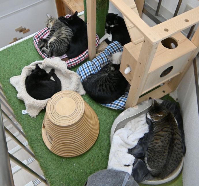 大阪府大阪市にある保護猫サロン「CATS WELCARE」の階段付近