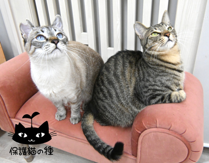 大阪府大阪市にある保護猫サロン「CATS WELCARE」の猫が椅子の上でくつろいでいる様子