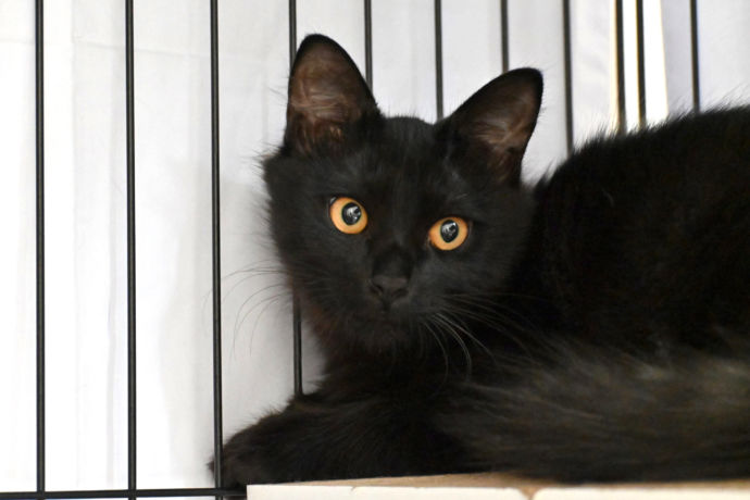 大阪府大阪市にある保護猫サロン「CATS WELCARE」にいる黒猫