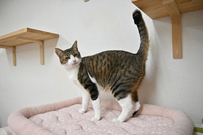 大阪府大阪市にある保護猫サロン「CATS WELCARE」の猫が尻尾をたてている様子