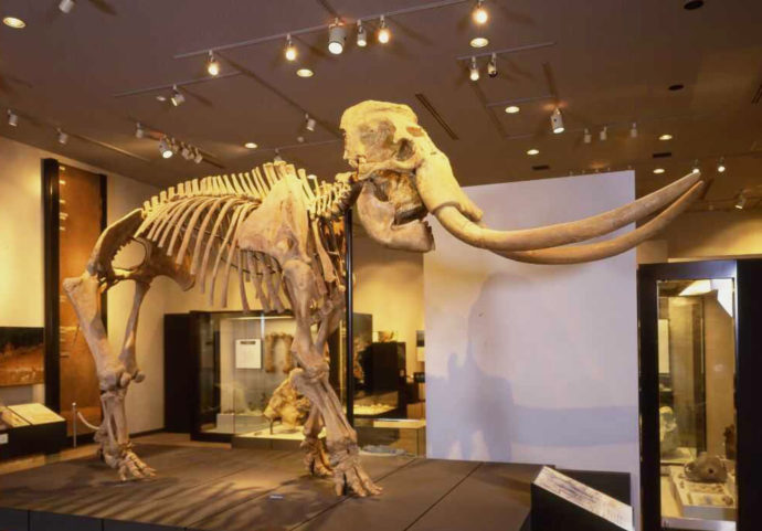 地学展示室のナウマンゾウの骨格標本