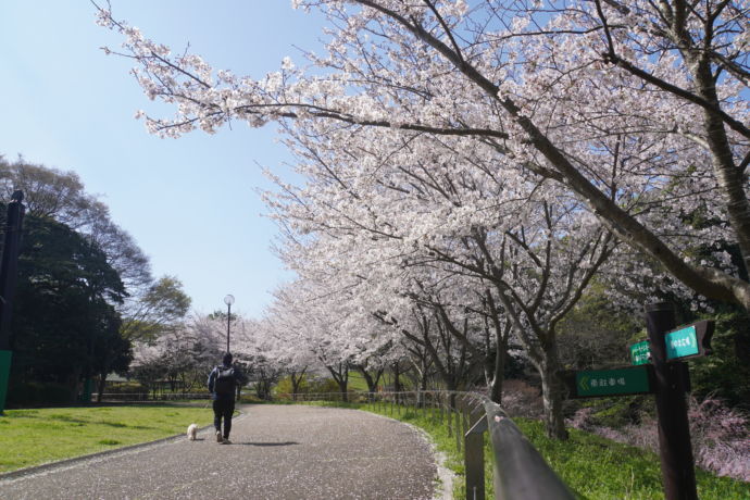 県立茅ヶ崎里山公園の桜並木と散歩を楽しむ人の図