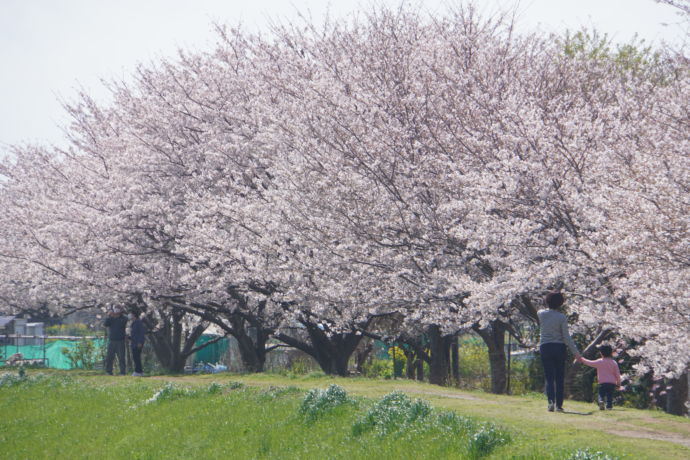 茅ヶ崎市萩園の桜が満開となった図