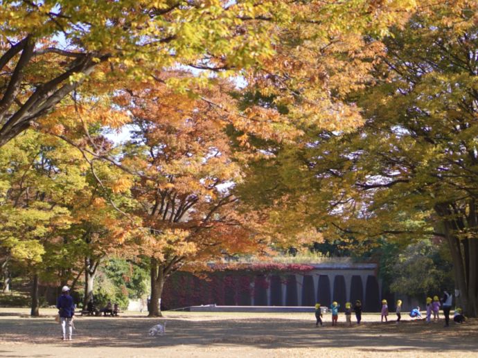 秋に茅ヶ崎市中央公園で紅葉を楽しむ子どもたちの図
