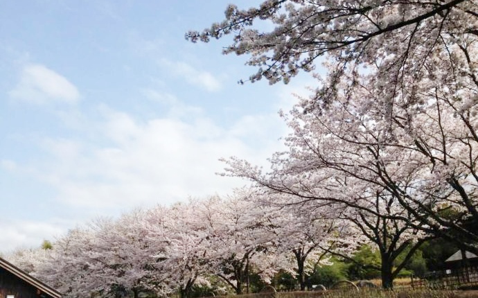 鳥取県八頭郡にある「船岡竹林公園」に咲く桜