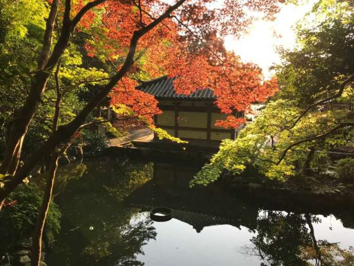 鎮國寺の秋の境内の池の周りの様子