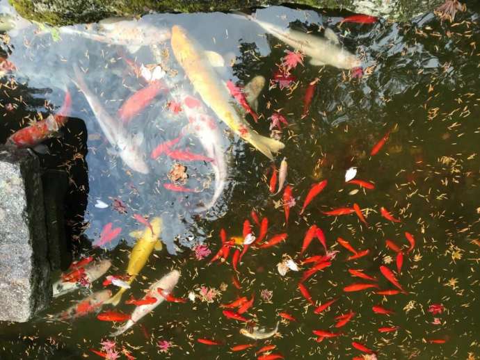 鎮國寺の池に泳ぐ鯉