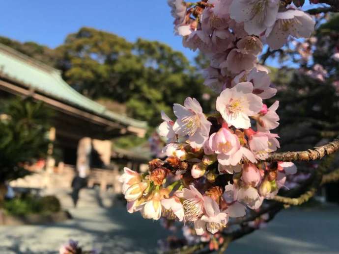 鎮國寺の境内にあたみ桜が咲き誇る様子