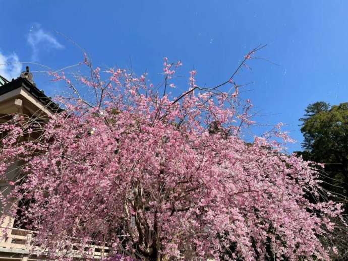 鎮國寺の境内に紅枝たれ桜が咲き誇る様子
