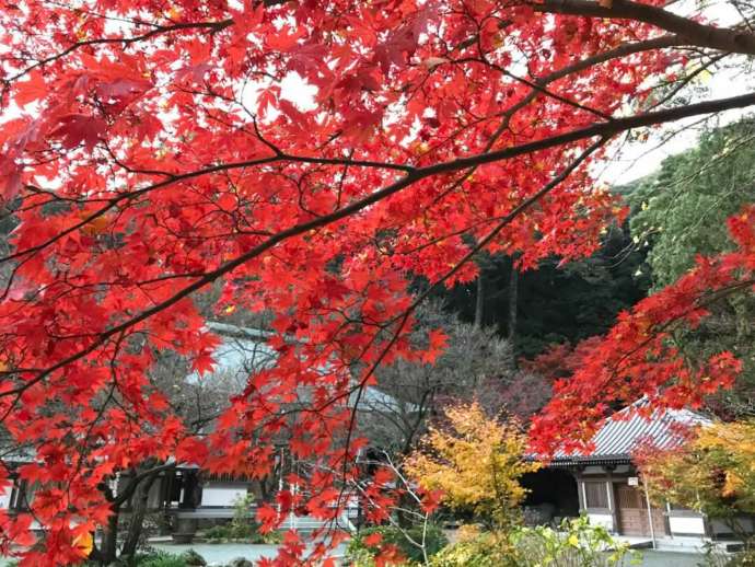 鎮國寺の境内が紅葉に彩られている様子