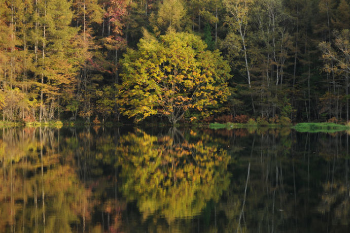 紅葉シーズンの御射鹿池のリフレクション風景