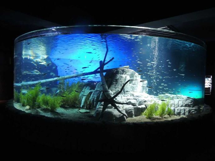 サケのふるさと千歳水族館の支笏湖大水槽