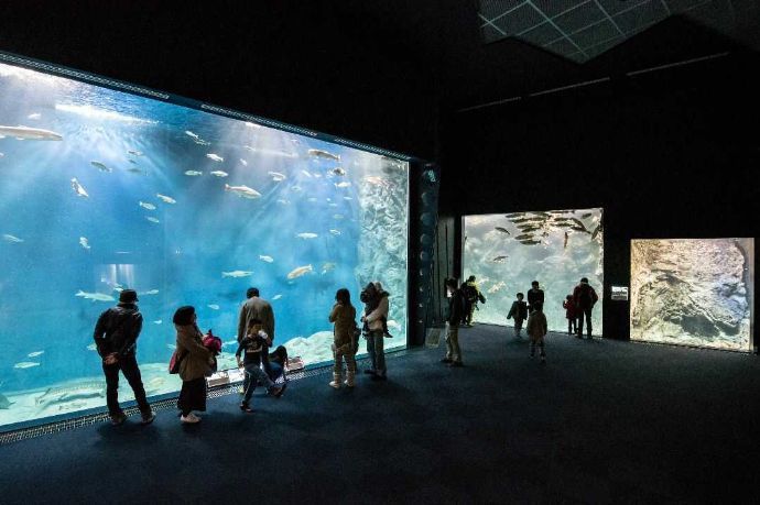 サケのふるさと千歳水族館のサーモンゾーンの大水槽