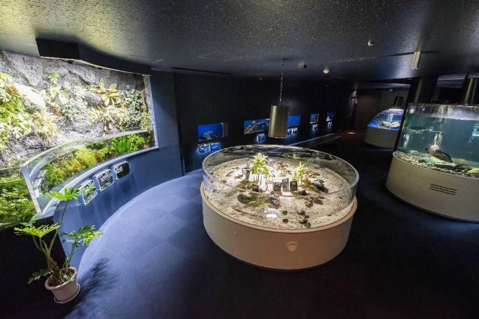 サケのふるさと千歳水族館の世界の淡水魚ゾーン