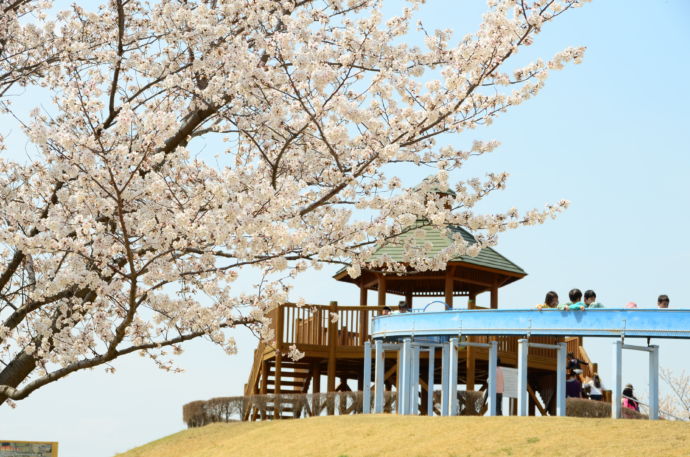 群馬県千代田町にある「なかさと公園」で遊ぶ子どもたちと桜