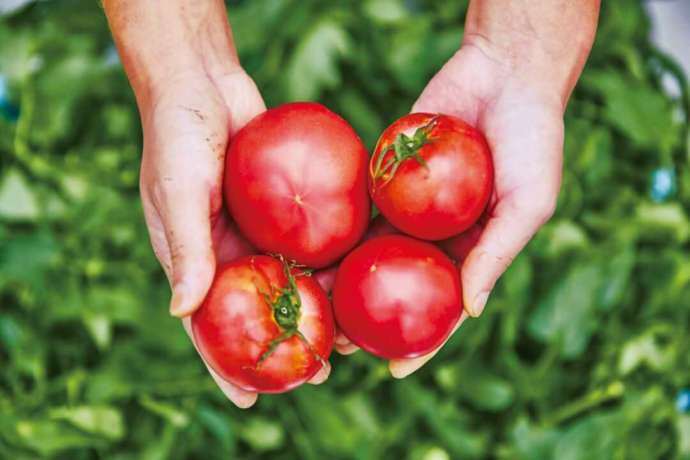 長生村の生産物「長生トマト」