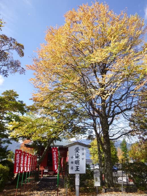 日光山中禅寺にある桂の木