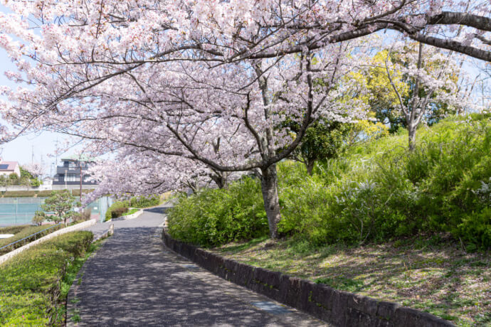 「三好丘桜公園」の春の風景