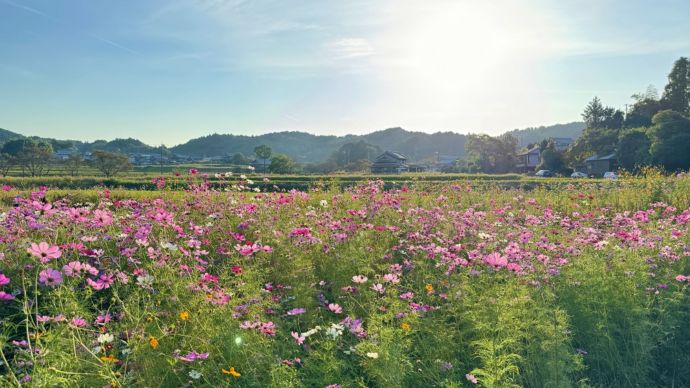 奈良市の東部に咲くコスモス