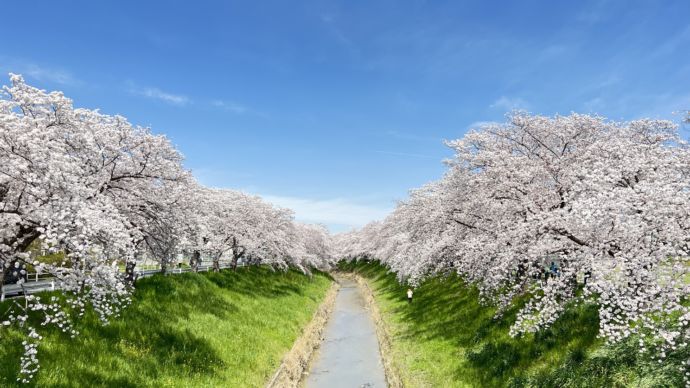 奈良市内の桜並木