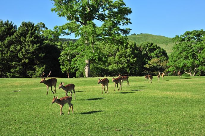 奈良公園を歩く鹿たち