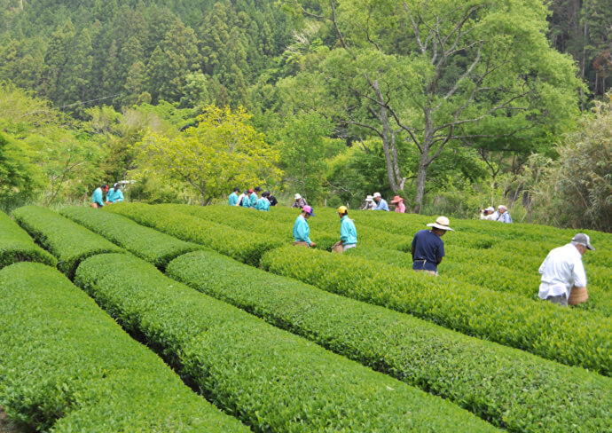 静岡市にある茶畑で茶摘みをする方々