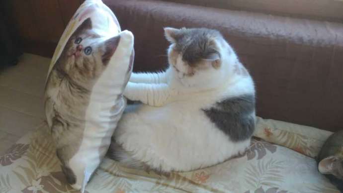 猫cafe宿くーちゃんの家の猫めつぶが猫のクッションと戯れている写真