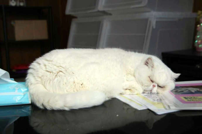 猫cafe宿くーちゃんの家の猫小雪が寝ている写真