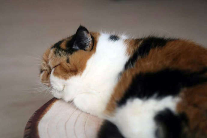 猫cafe宿くーちゃんの家の猫マロが眠っている写真