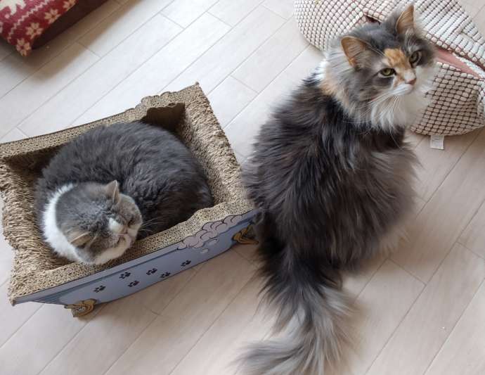 猫cafe宿くーちゃんの家でくつろぐ2匹の猫