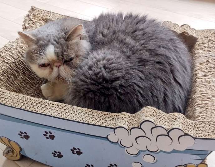 猫cafe宿くーちゃんの家で箱の中にうずくまる猫