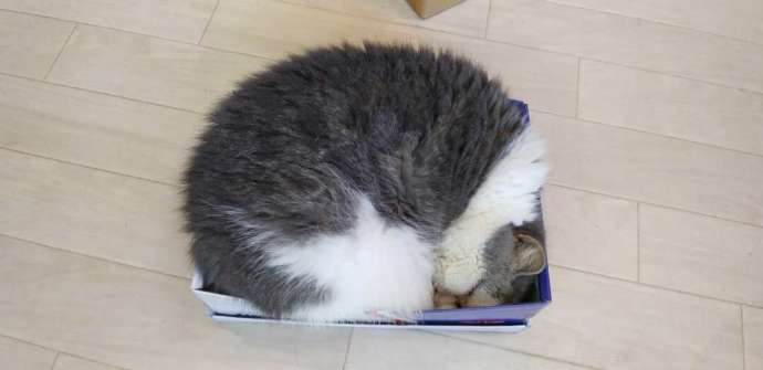 猫cafe宿くーちゃんの家の猫エルマが箱の中で丸まっている写真