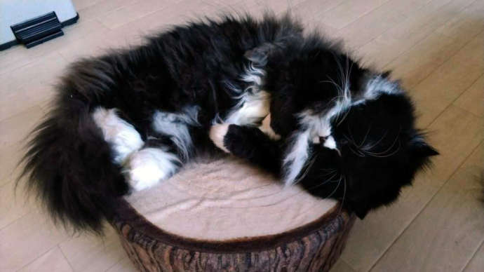 猫cafe宿くーちゃんの家の猫ハンナが丸太のクッションで寝ている写真