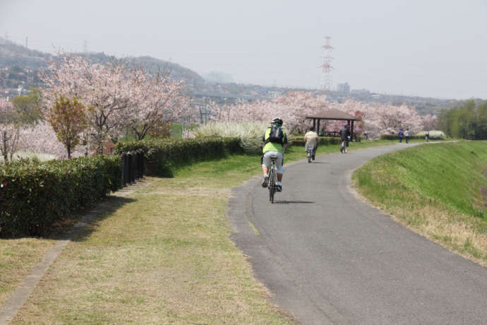 京田辺市の木津川サイクリングロード