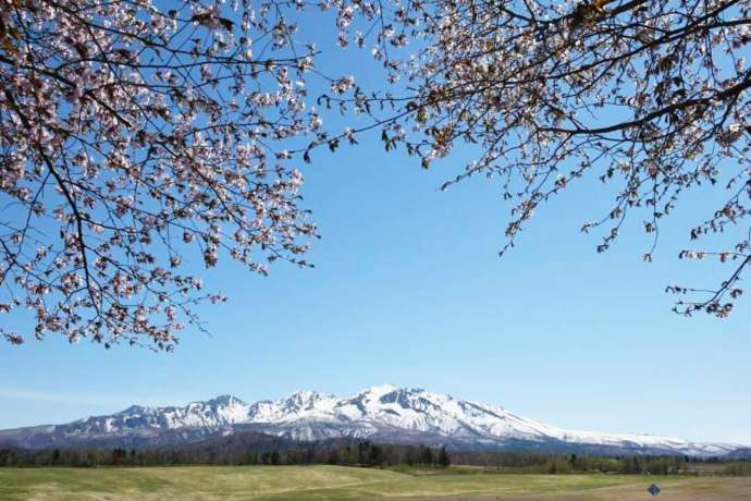 「大雪 森のガーデン」から眺める大雪山連峰と桜