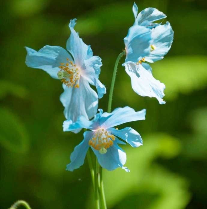 「大雪 森のガーデン」に咲く青い幻の花メコノプシス