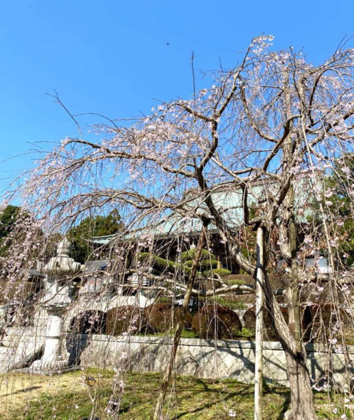大聖寺の三春滝桜と本堂
