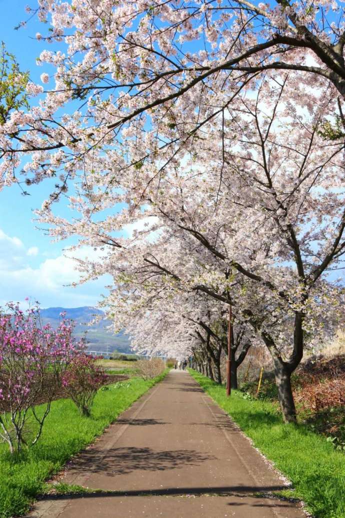 サイクリングロードは桜の名所でもある