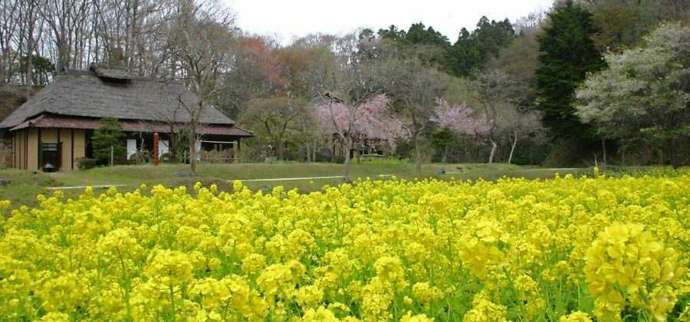 福島県いわき市にある公共施設「いわき市暮らしの伝承郷」の春の古民家外観
