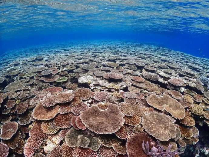 石垣島の海に広がるサンゴ礁の様子