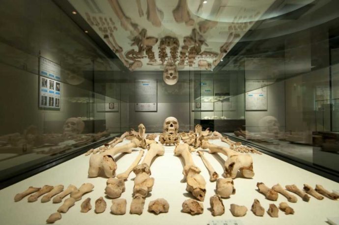 人類学ミュージアムの人骨展示